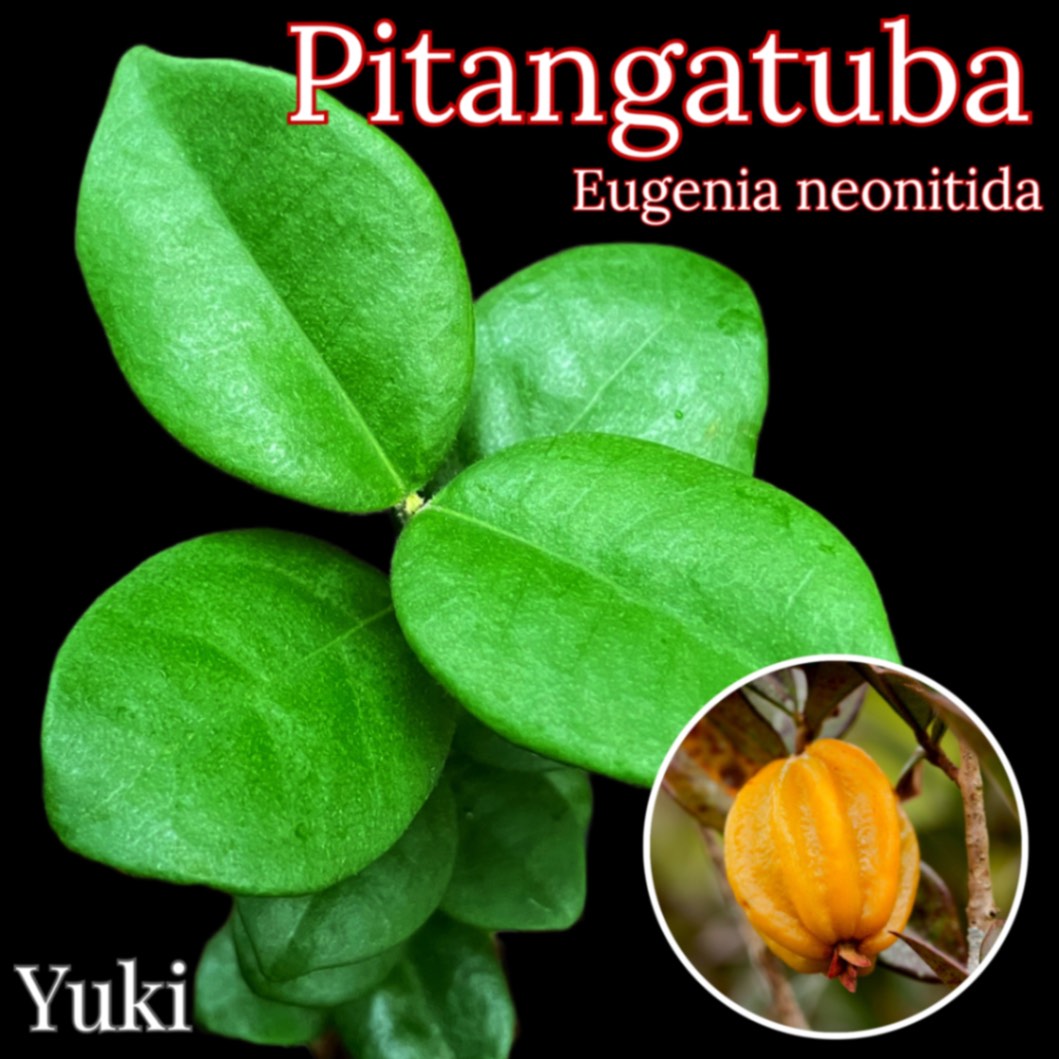 訳あり)レア熱帯果樹 Eugenia sp. mystery fruit 1 【公式通販】