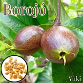 ܥ [ѡա]Borojoa patinoi