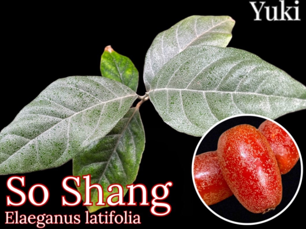 ソ・シャン 苗[熱帯果樹]Elaeganus latifolia