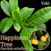 �ϥԥͥ����ĥ꡼(�ե���) ��/Garcinia subelliptica