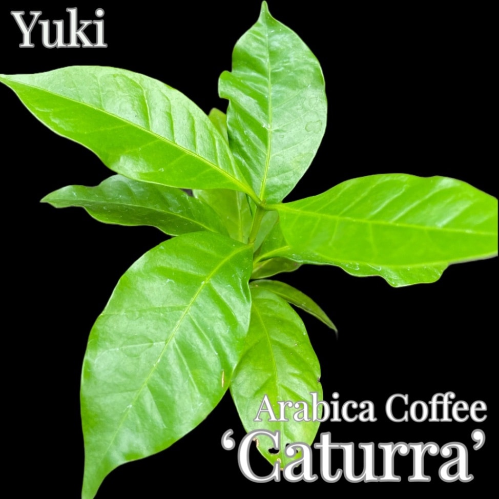 コーヒー 苗[カトゥーラ]Coffea arabica ‘Cattura’