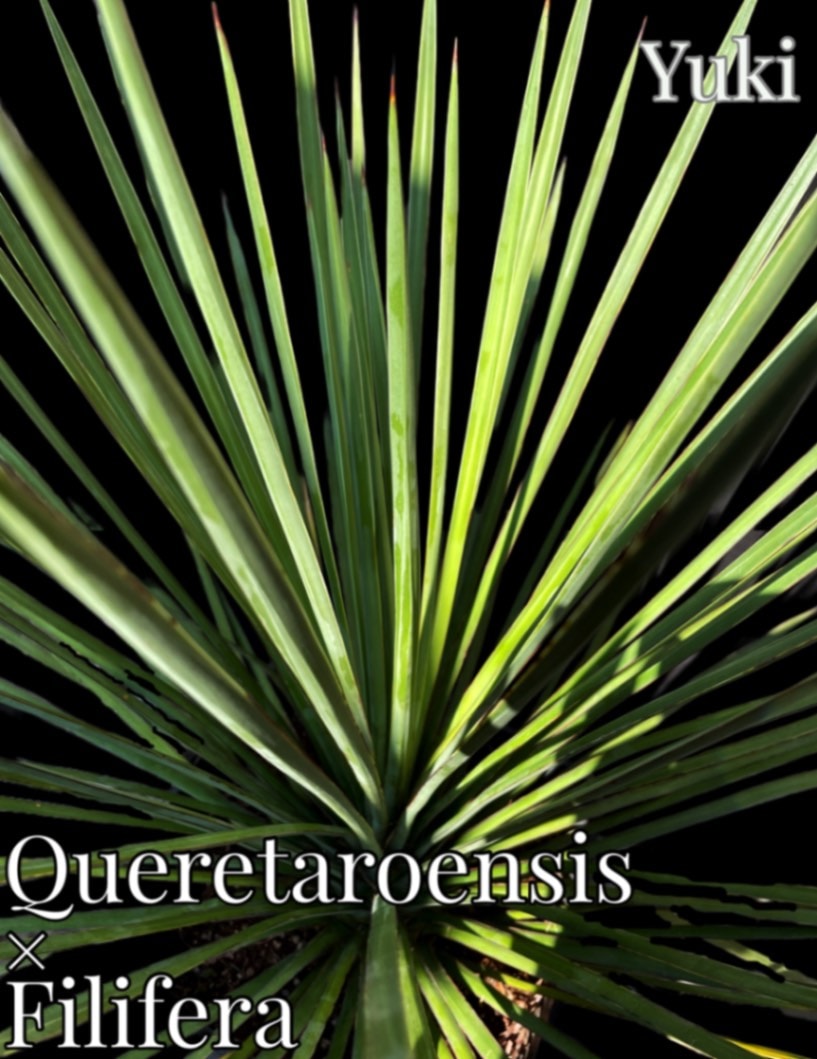 ユッカ・ハイブリッド ケレタロエンシスXフィリフェラ[希少ユッカ]Yucca queretaroensis x Y.filifera