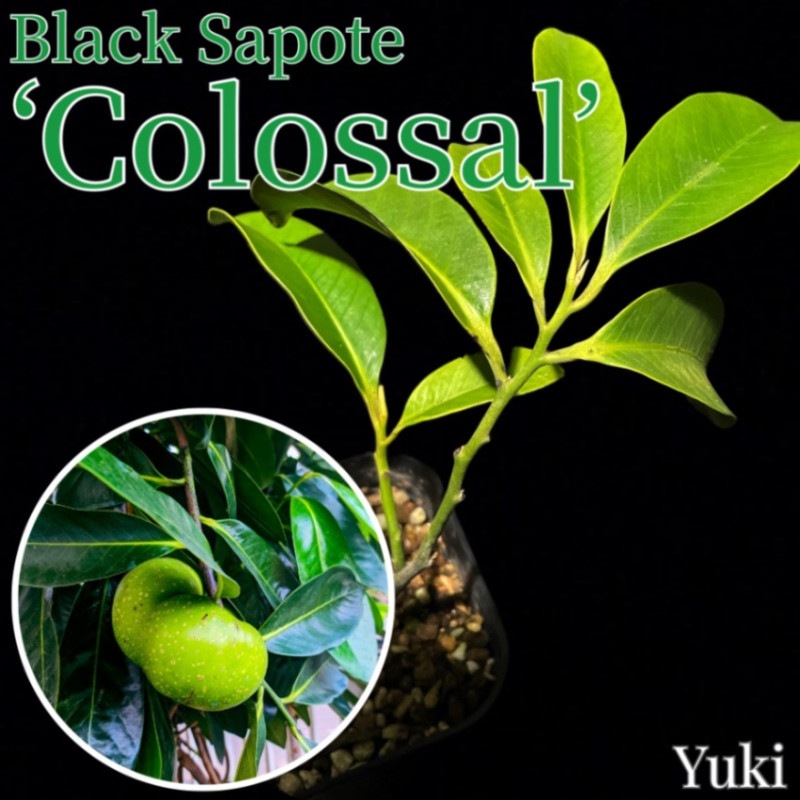 ブラックサポテ接木　２本セット ブラックサポテ接木苗 ブラックサポテ接木 2本セット ブラックサポテ