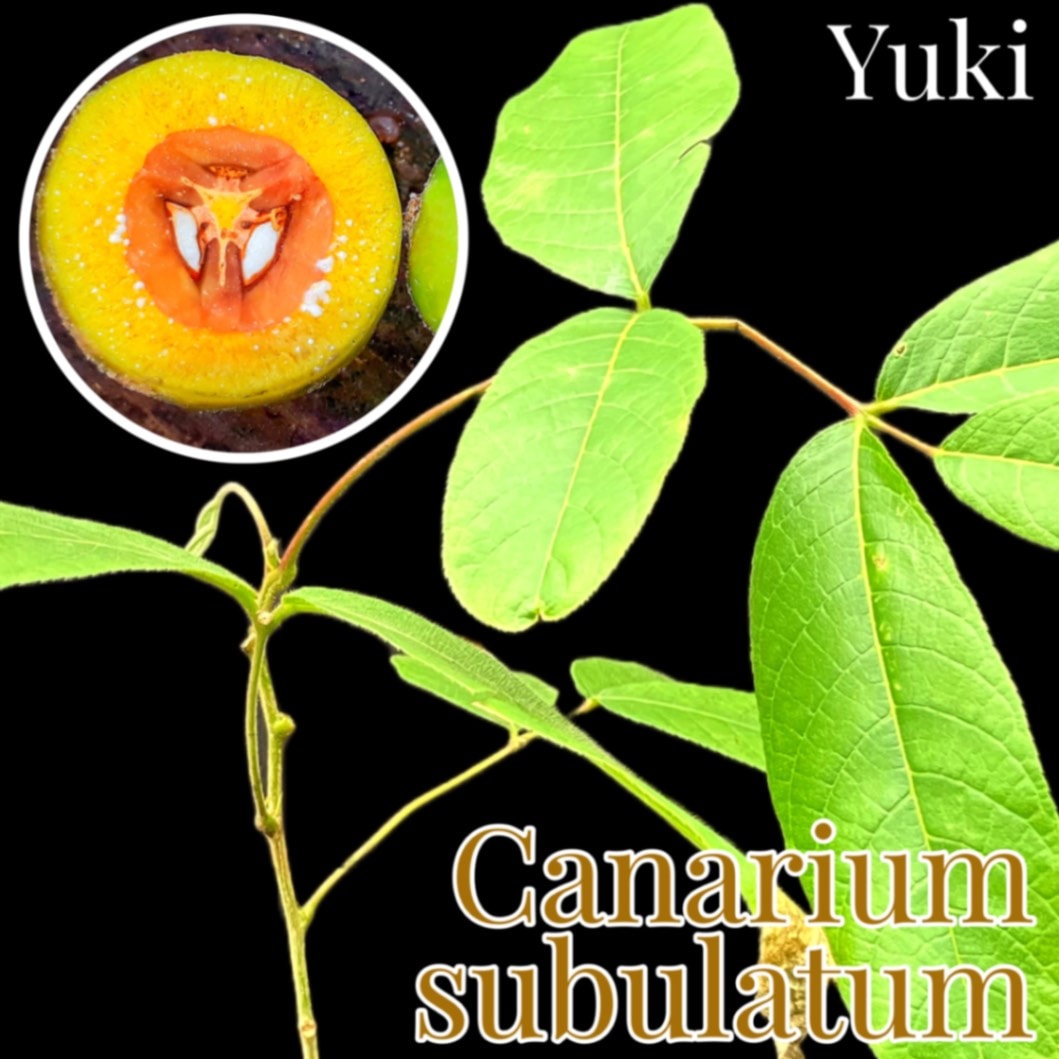 カナリウム・サブラタム[熱帯果樹]Canarium sublatum