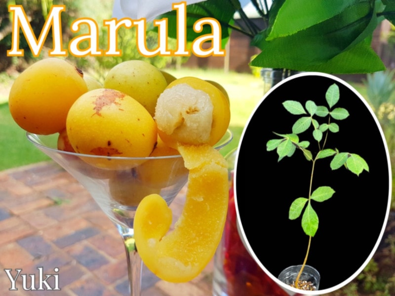 マルーラ 苗[熱帯果樹] Sclerocarya birrea