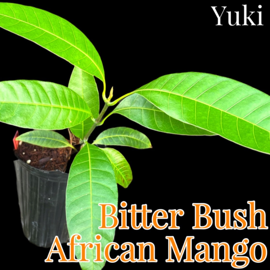 ゆぴぴ様用 マンゴー苗 ゆぴぴ様用 マンゴー苗 マンゴー苗木