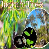 顦ĥ꡼ [ϥˡθ] Eucalyptus marginata