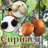 ץ [ǮӲ̼]Theobroma grandiflora