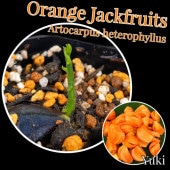 󥸡åե롼 ҡ[ǮӲ̼]Artocarpus heterophyllus
