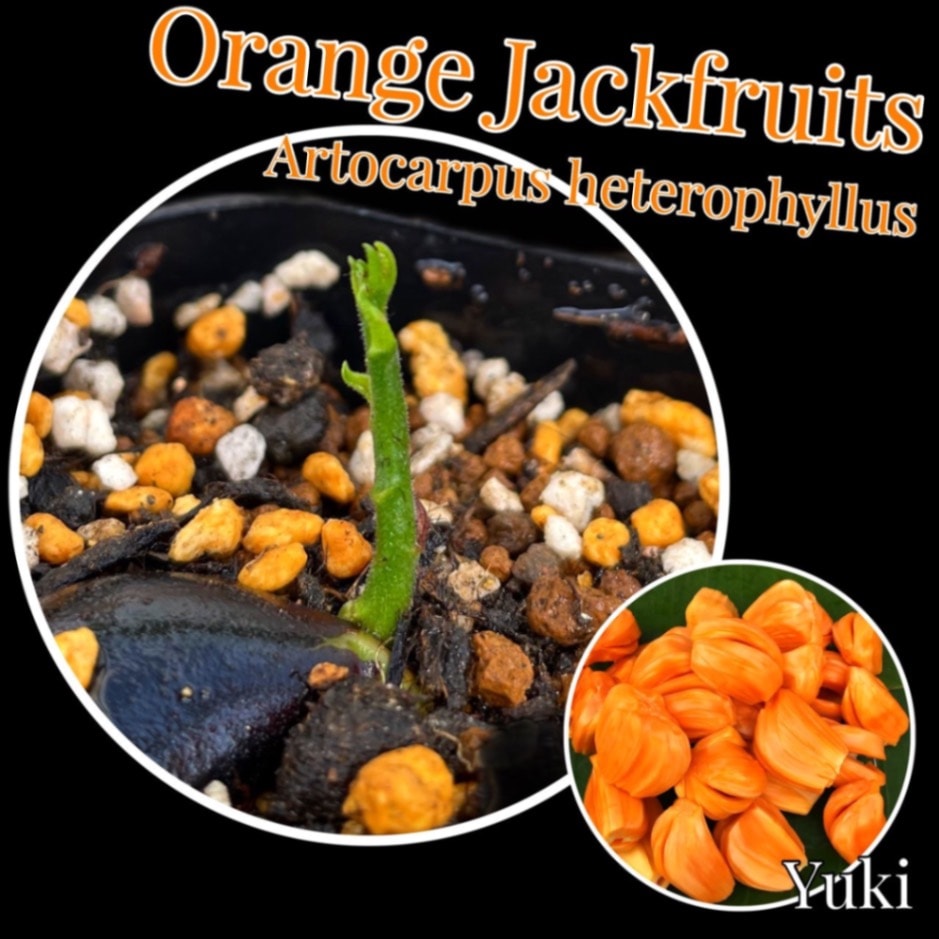 オレンジ・ジャックフルーツ 種子・苗[熱帯果樹]Artocarpus heterophyllus