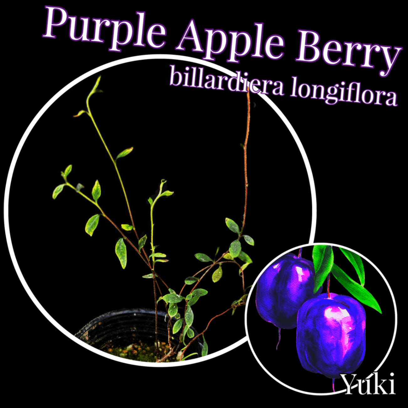 パープル・アップルベリー 苗[オセアニア植物]Billardiera longiflora