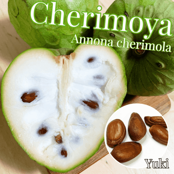 希少！レッドチェリモヤ 接木苗 バンレイシ科 アテモヤ近縁種 チェリモヤ レッドチェリモヤ 接木 3-4号ポット苗 アンノナ : 苗木部