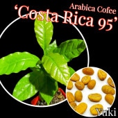 ӥҡ ,ȯ,[ʼ:ꥫ95]Coffea arabica Costa Rica95