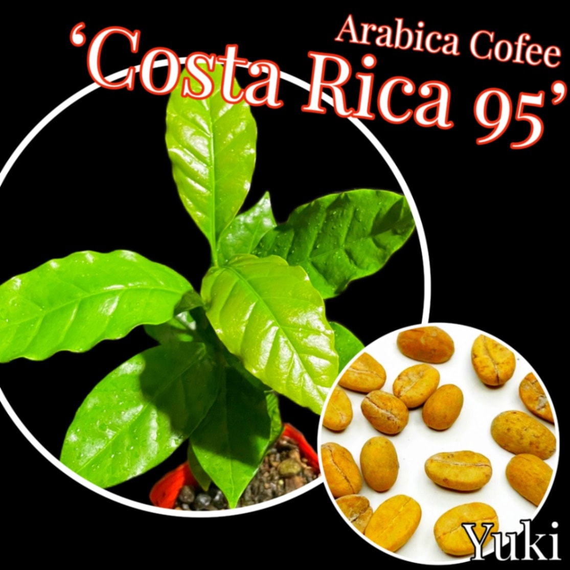 アラビカコーヒー 種子,発根種子,苗[品種:コスタリカ95]Coffea arabica ‘Costa Rica95’
