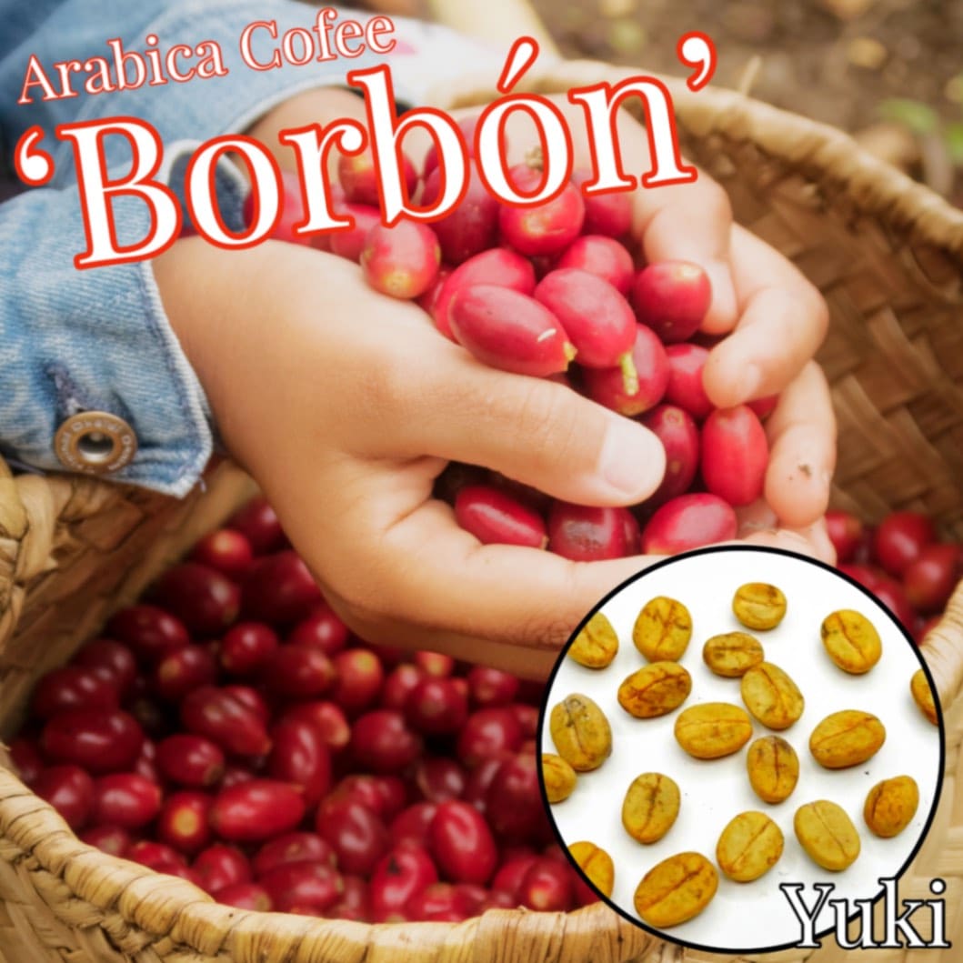 アラビカコーヒー 種子,発根種子,苗[品種:ブルボン]Coffea arabica ‘Bourbon’
