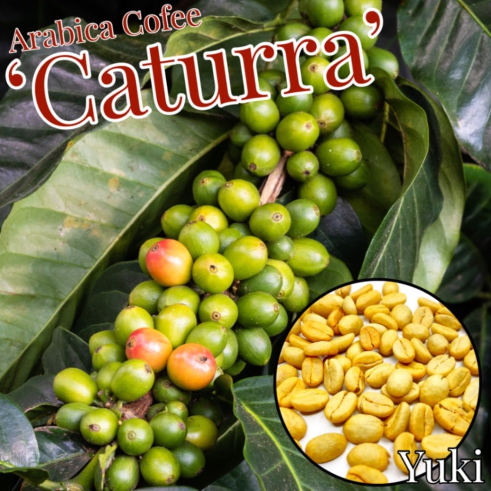 アラビカコーヒー 種子,発根種子,苗[品種:カトゥーラ]Coffea arabica ‘Caturra’