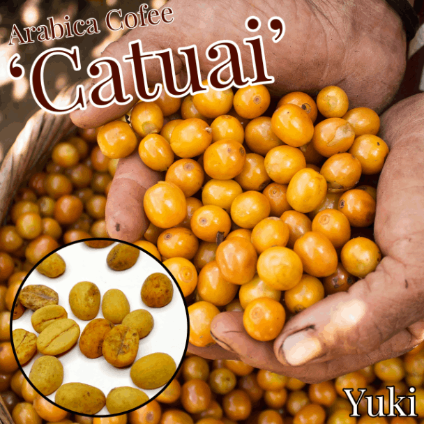 アラビカコーヒー 種子,発根種子,苗[品種:カトゥアイ]Coffea arabica ‘Catuai’