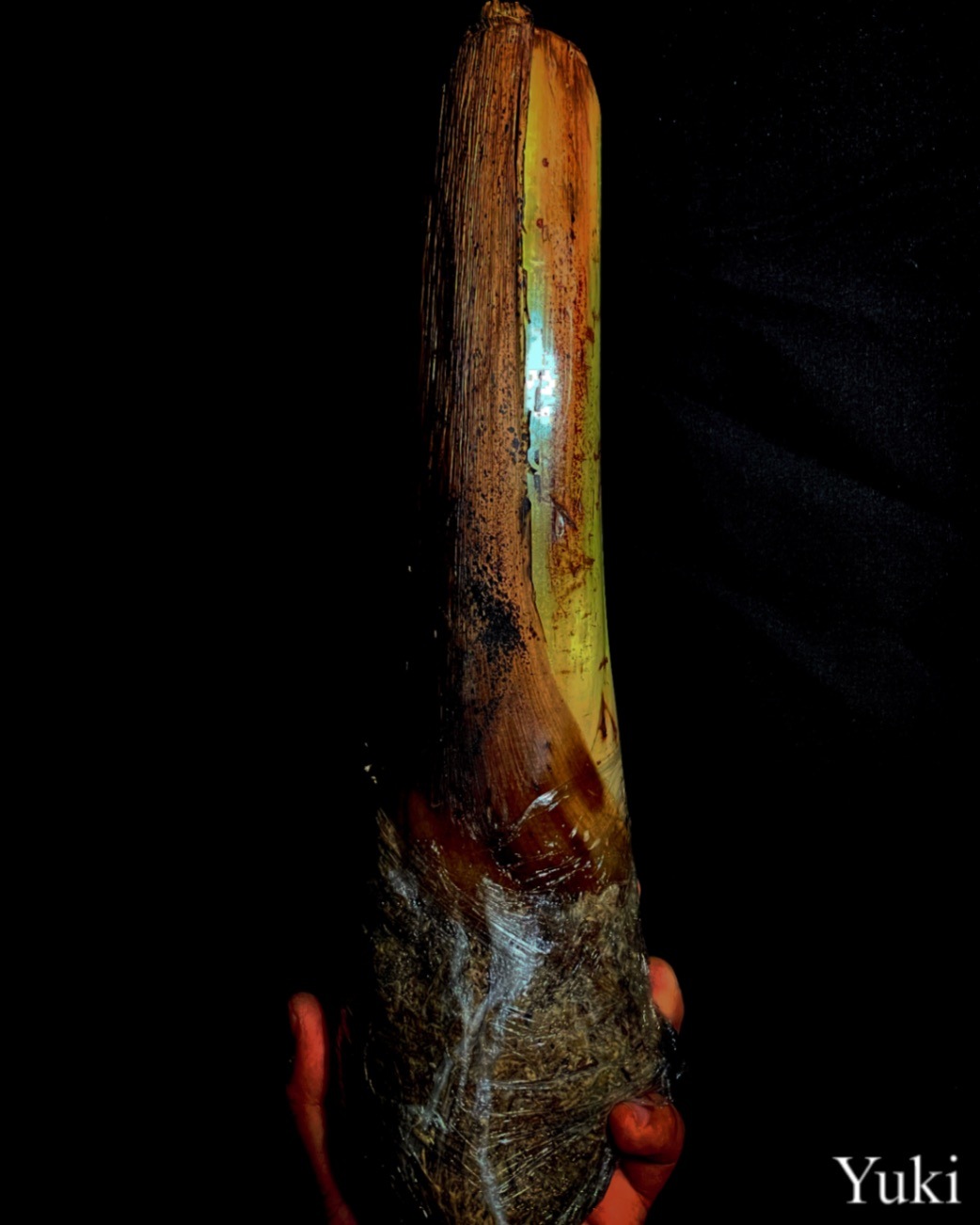 バナナ、エンセテ、ムサ種子苗販売 ピンク斑入りバナナ ムサ