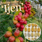 ӥҡ [ʼ:]Coffea arabica Ijen