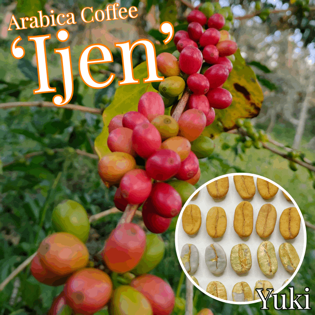 アラビカコーヒー 種子[品種:アイジェン]Coffea arabica ‘Ijen”