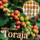 ӥҡ [ʼ:ȥ饸]Coffea arabica Toraja