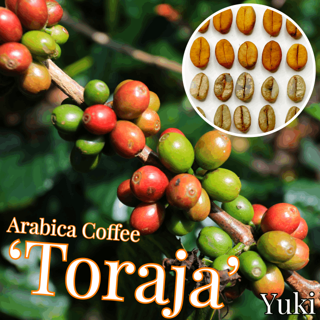 アラビカコーヒー 種子[品種:トラジャ]Coffea arabica ‘Toraja’