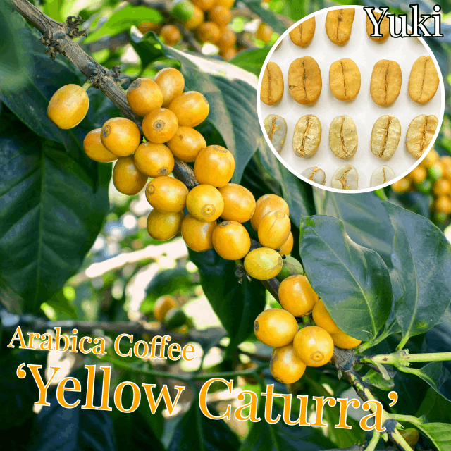 アラビカコーヒー 種子[品種:イエロー・カトゥーラ]Coffea arabica ‘Yellow Caturra’