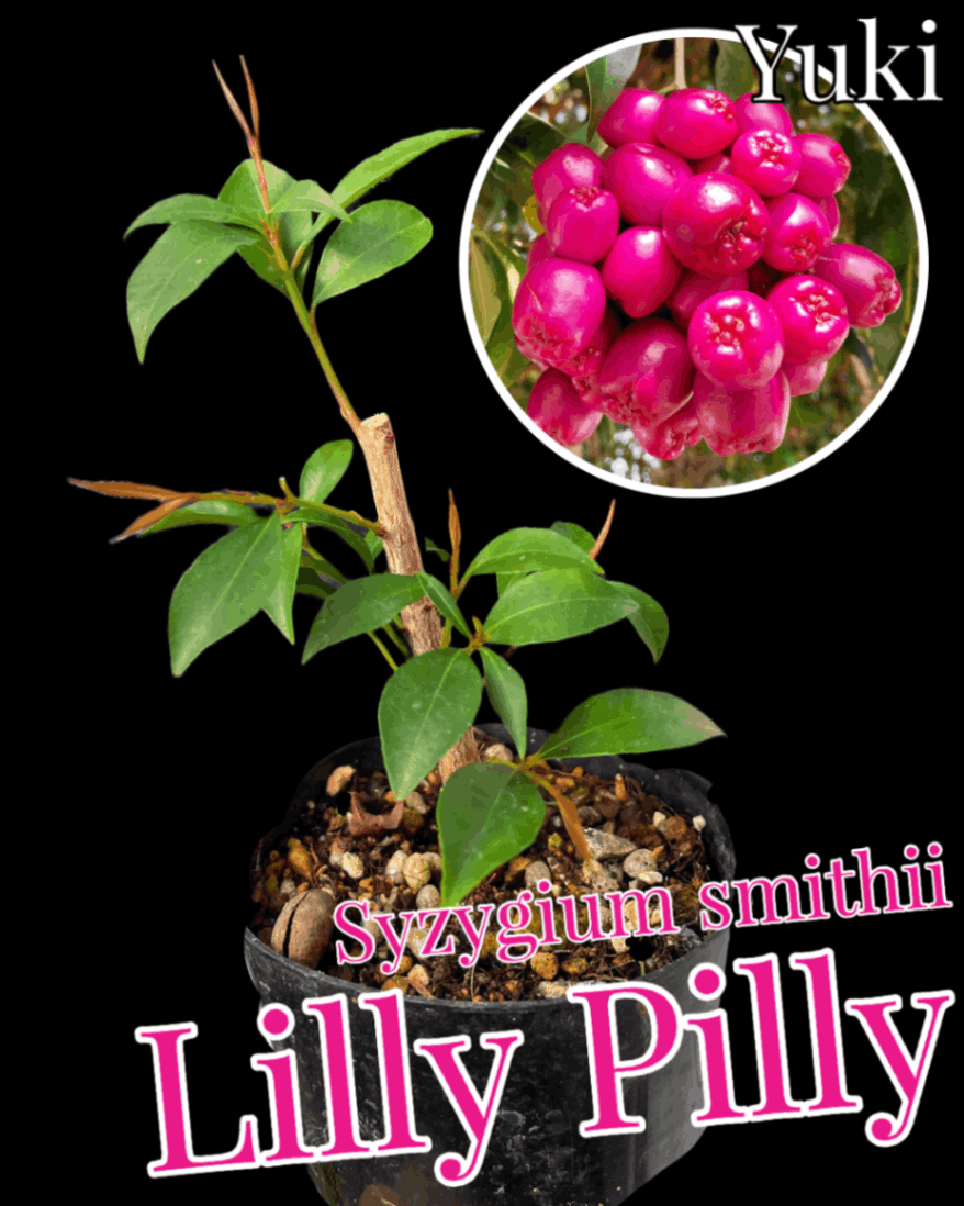 リリー・ピリー 苗[耐寒性熱帯果樹] Syzygium smithii