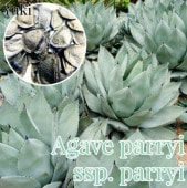 �ѥ꡼���������� ���/Agave parryi subsp. parryi