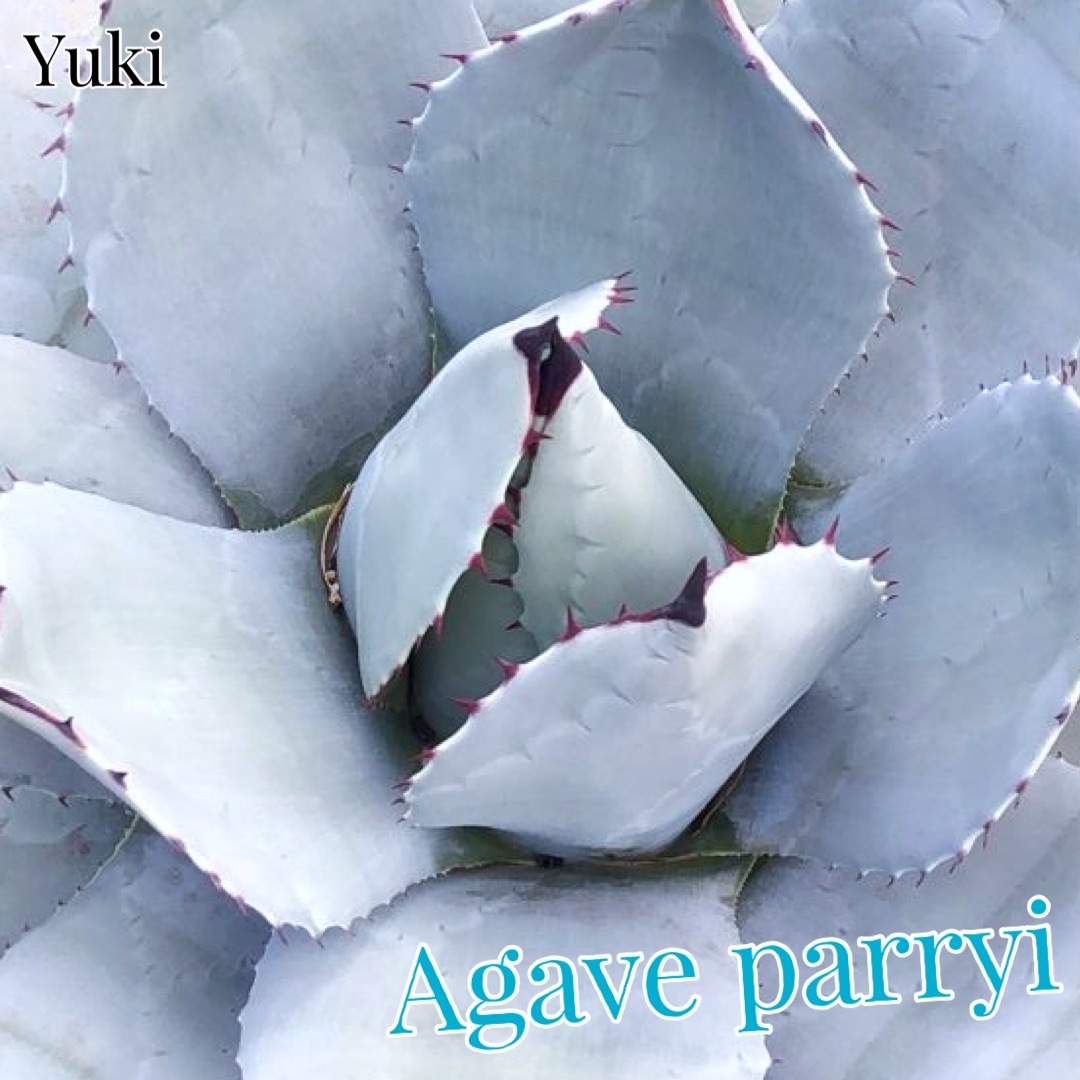 アガベ　パリー　トランカータ10個セットメリクロン AGAVE Parryi truncata アガベ パリー トランカータ 大サイズ(10