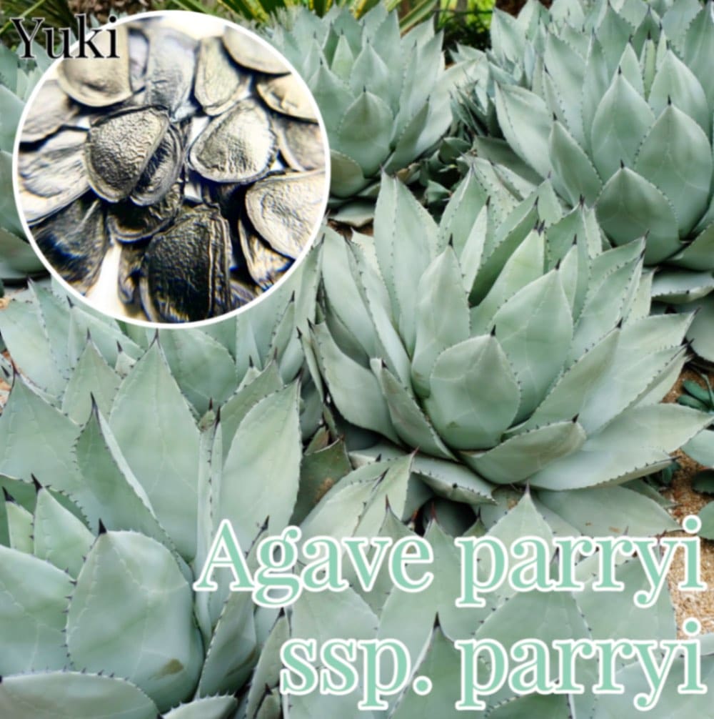 パリーズ・アガベ 種子/Agave parryi subsp. parryi