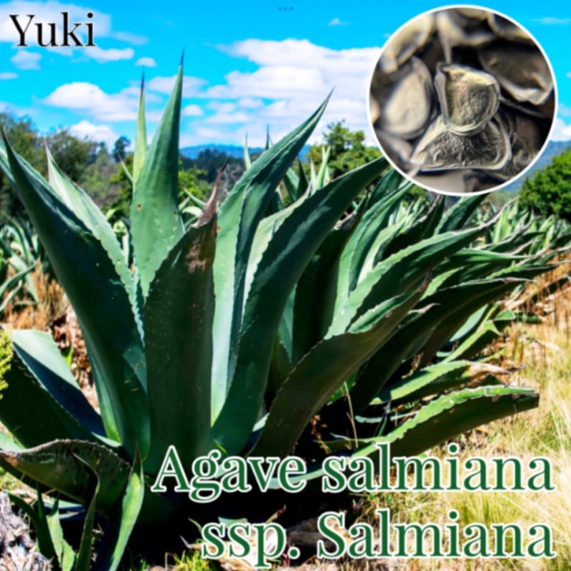 Agave salmiana•salmiana アガベサルミアナ•サルミアナ 0000000006812_eTWxvg6.jpg