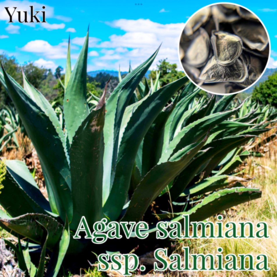 アガベ・サルミアナ 種子 Agave salmiana subsp. salmiana