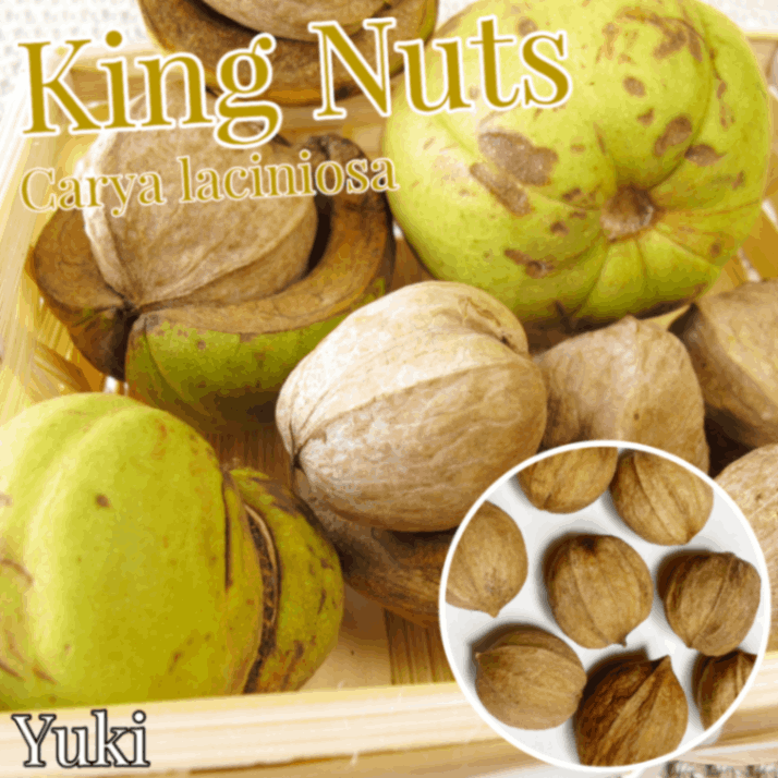 󥰡ʥå [ҥå꡼]Carya laciniosa/ͽ:λȯ