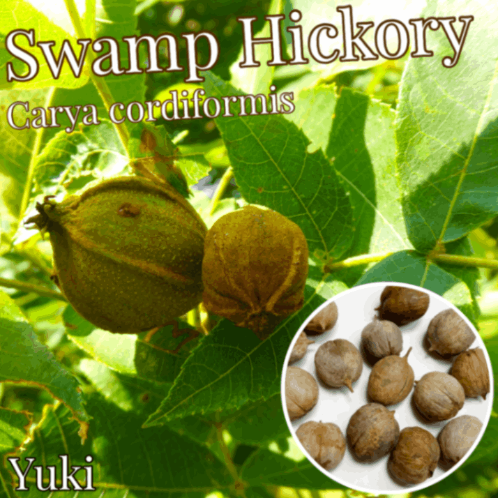 スワンプ・ヒッコリー 種子[ヒッコリーの木]Carya cordiformis