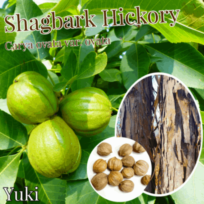 シャグバーク・ヒッコリー 種子[ヒッコリーの木]Carya ovata var. ovata