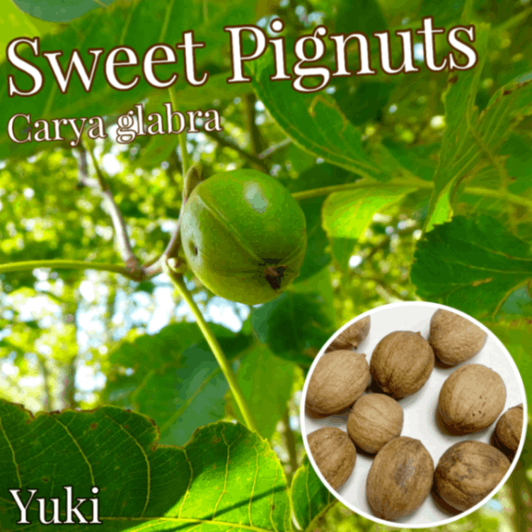 スイート・ピグナッツ 種子[ヒッコリーの木]Carya glabra