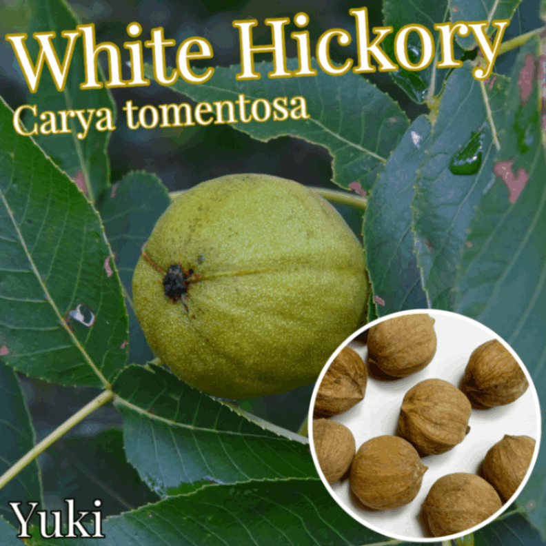 ホワイト・ヒッコリー 種子[ヒッコリーの木]Carya tomentosa