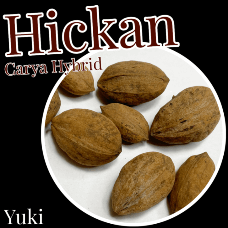 ヒカン・ナッツ 種子[ヒッコリーの木]Carya hybrid