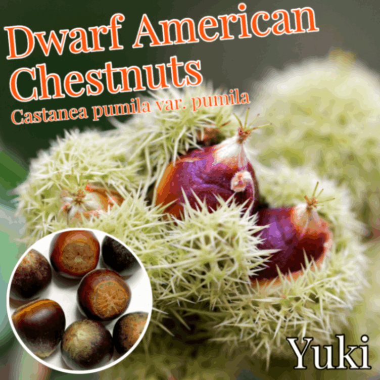 ドワーフ・アメリカグリ 種子[ナッツの木]Castanea pumila var. pumila