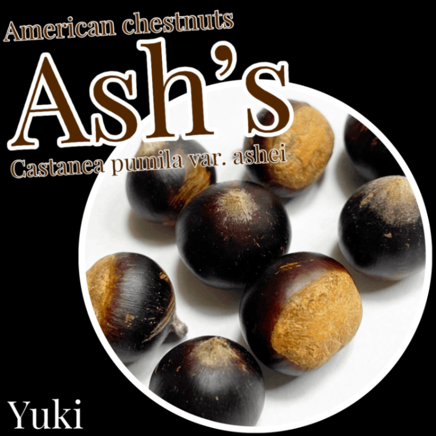 ドワーフ・アメリカグリ 種子[品種:アシュッズ]Castanea pumila var. ashei