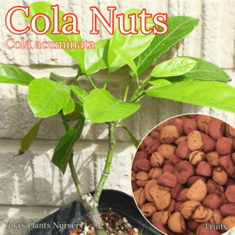 コーラ・アクミナータ 開花経験株 取木苗[コーラの原料]Cola acuminata