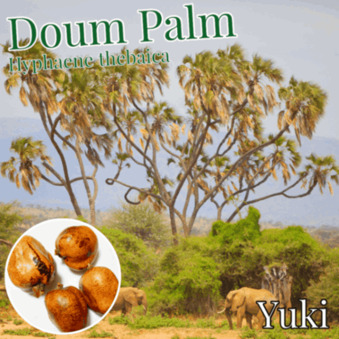 �ɡ��ࡦ�ѡ��� �̼¡����[��ʬ���줹��䥷]Hyphaene thebaica