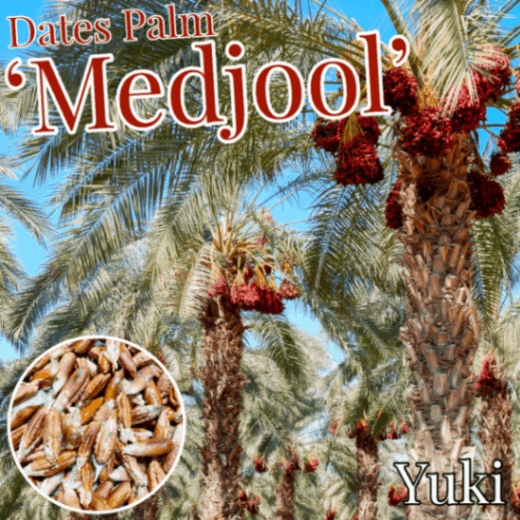 デーツパーム 種子[品種:メジュール(マジョール)]Phoenix dactylifera