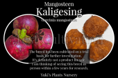 [������ʼ�]�ޥ󥴥����� ���ꥲ����/Mangosteen ��Kaligesing�� Garcinia mangostana
