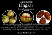 [������ʼ�]�ޥ󥴥����� ��󥵡� /Mangosteen ��Lingsar�� Garcinia mangostana