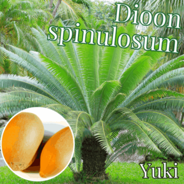 ディオーン・スピヌロサム 種子/Dioon spinulosum[ソテツ]予約商品