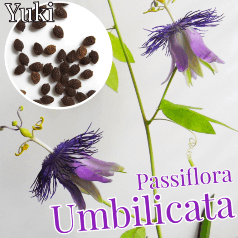 パッシフローラ・アンビリカータ 種子[トロピカル・フラワー]Passiflora umbilicata