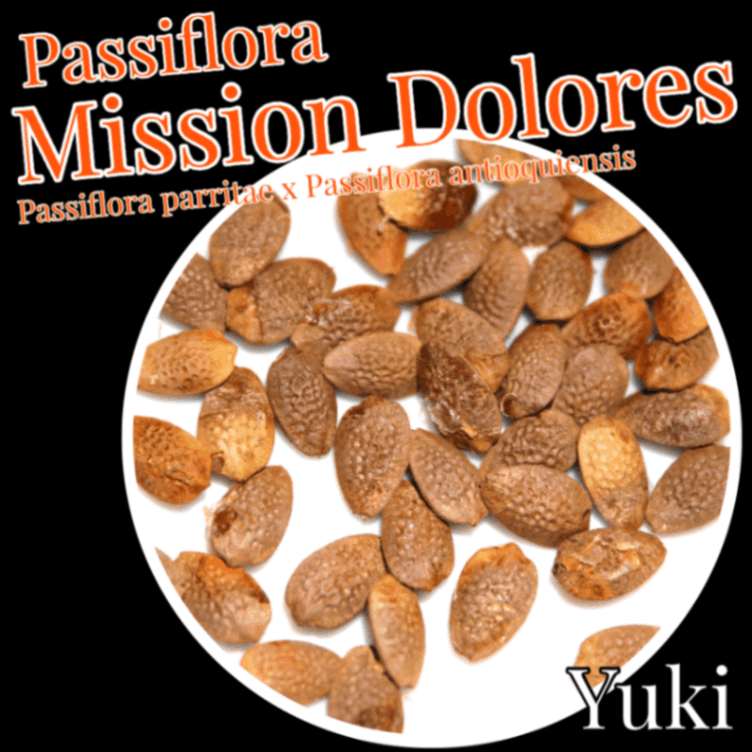 パッシフローラ・ハイブリッド 種子[品種:ミッション・ドローレス]Passiflora hybrid ‘Mission Dolores’