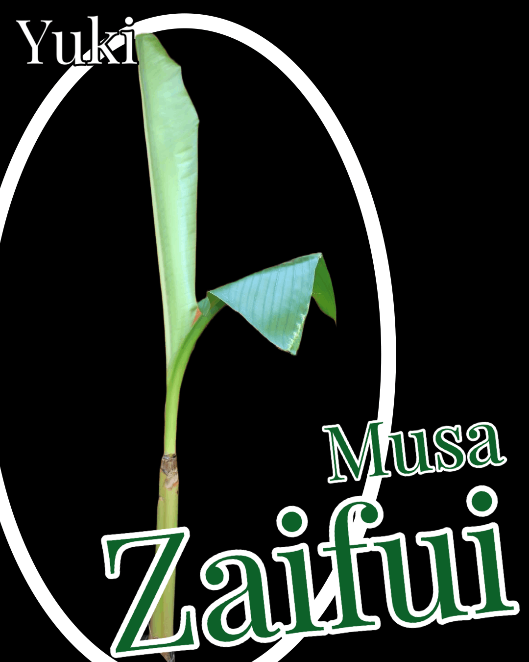 ムサ・ザイフイ 苗[耐寒性バナナ]Musa zaifui
